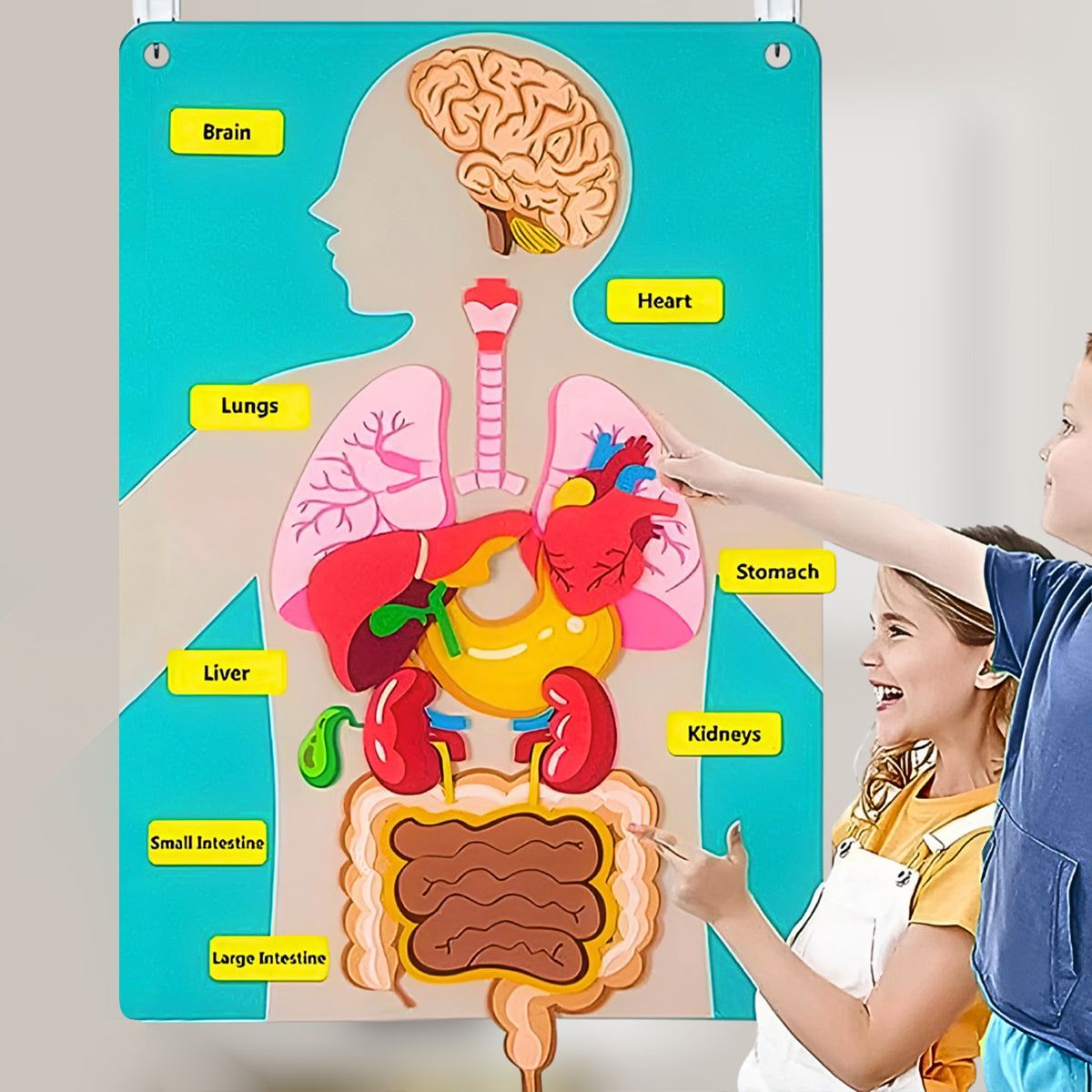 Kids Multicolor Educational Human Anatomy Model Set Trending Accessories Multicolor Onesize